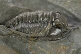 Diademaproetus Trilobite - Ofaten, Morocco #341334-3